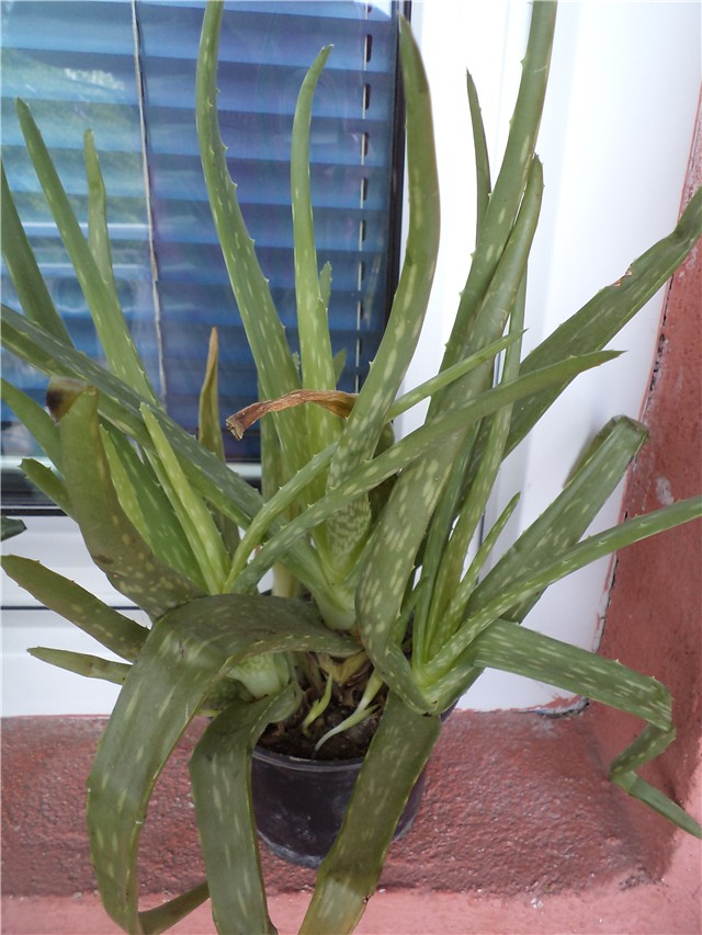 aloja vera